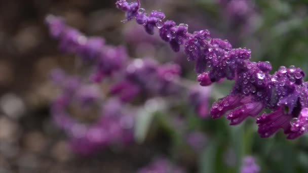 Ondiepe Diepte Van Het Veld Waterdruppels Paarse Bloemen — Stockvideo