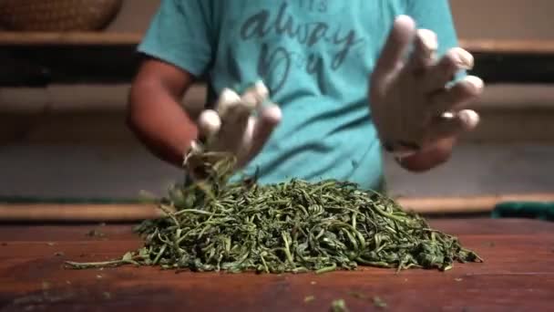 Τσάι Αφήνει Χέρι Τροχαίο Στο Βιολογικό Τσάι Plantation Στο Assam — Αρχείο Βίντεο