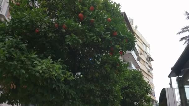 Laranjeira Rua Pedestre Antalya Turquia — Vídeo de Stock