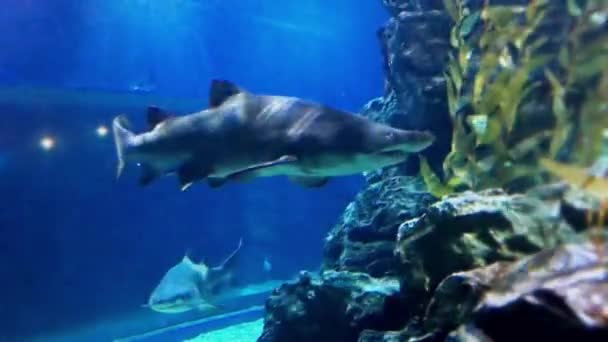 Close Tiro Tubarão Nadando Debaixo Água — Vídeo de Stock