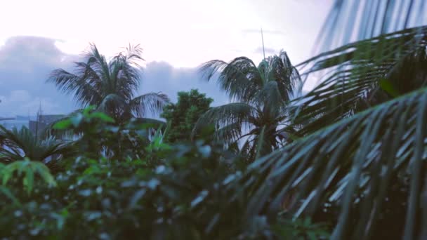 两棵椰子树的长镜头 — 图库视频影像