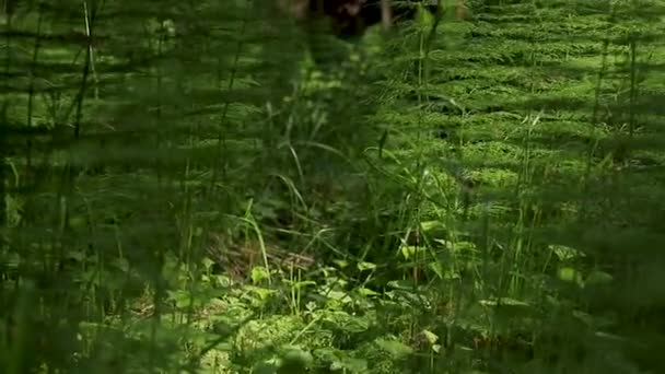 Schachtelhalm Unkraut Einem Schwedischen Wald — Stockvideo