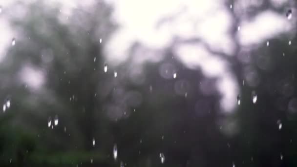 Krople Deszczu Płytkiej Ostrości Spadające Tle Forrest — Wideo stockowe