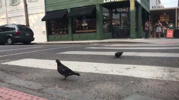 Pigeons New Orleans Downtown — Stock Video
