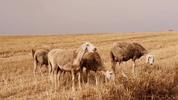 羊は畑で草を食べ 羊は畑で食べる — ストック動画