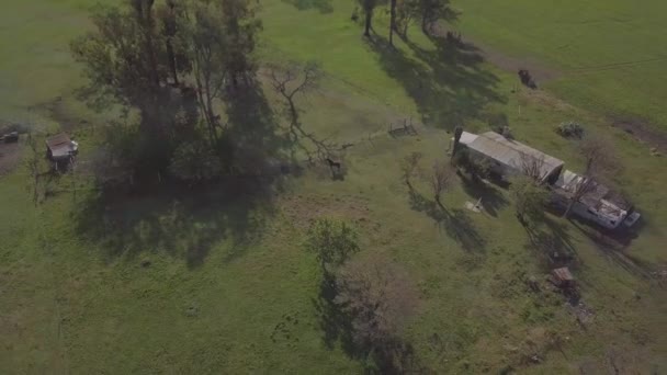 Drone Beelden Van Een Paard Een Boerderij — Stockvideo