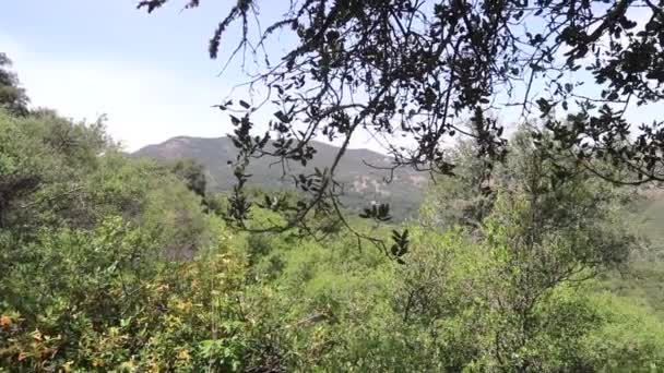 中加利福尼亚州徒步旅行审判 — 图库视频影像