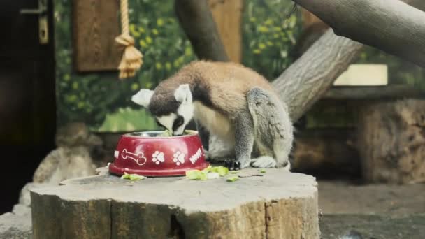 Feeding Lemur Zoo — Stock Video