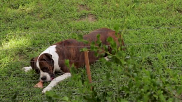 Boxer Hund Kaut Auf Spielzeug Hinterhof — Stockvideo