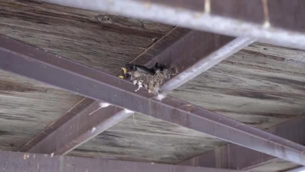 Kleine Vogels Die Hun Nest Onder Een Brug Worden Gevoerd — Stockvideo