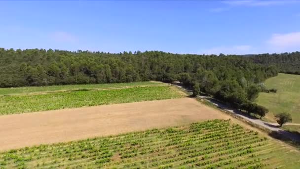 Agricultura Vinha Uma Pequena Estrada Uma Floresta Provence França — Vídeo de Stock