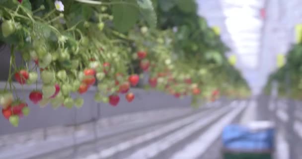 Looking Long Row Strawberries Being Grown Hydroponic Green House — Stock Video