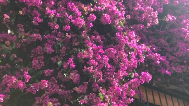 紫花和太阳耀斑的泛照 — 图库视频影像