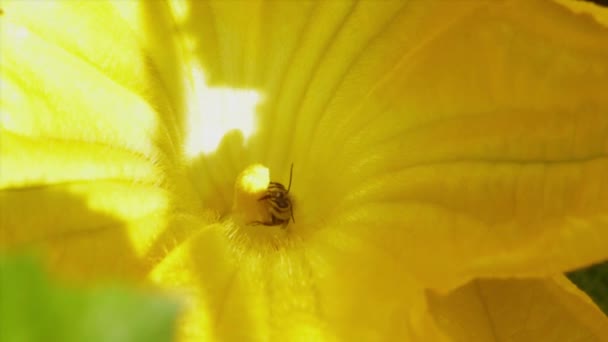 Včela pokrytá pylem vletí do žlutého květu z cukety a vypije nektar, zatímco opyluje.