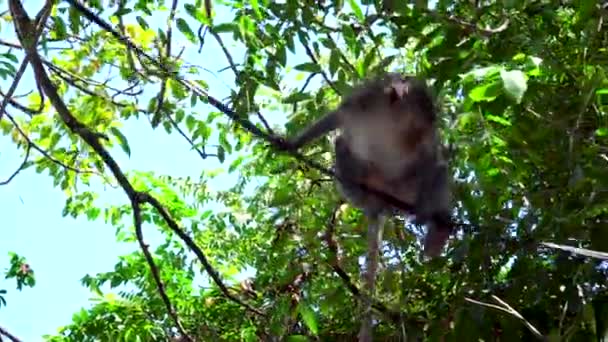 Escalada Monos Bali Indonesia — Vídeos de Stock