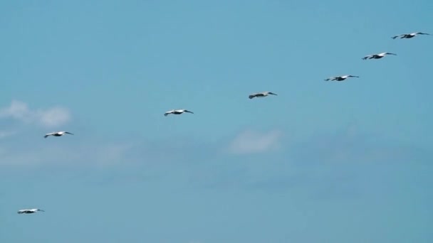 Een Zwerm Pelikanen Een Golfvorm Blauwe Lucht — Stockvideo
