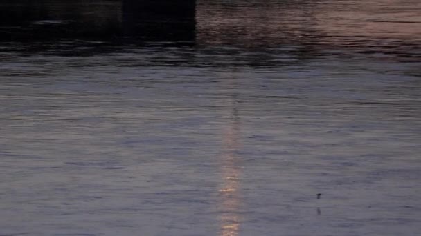 Vögel Fliegen Bei Sonnenuntergang Tief Über Einen Fluss — Stockvideo