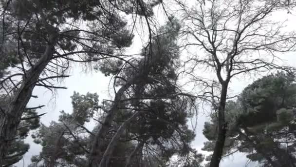 Podrobnosti Stromě Při Zaskleném Mrazu — Stock video