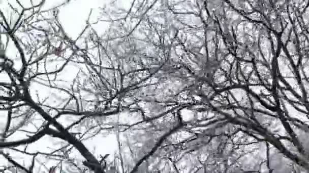 Camino Helado Bosque Durante Las Heladas Vidriadas — Vídeo de stock