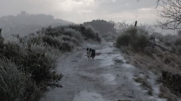 Hond Loopt Tijdens Een Sneeuwval — Stockvideo