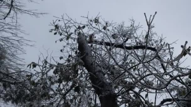 Movimiento Lento Los Detalles Del Árbol Durante Las Heladas Vidriadas — Vídeo de stock