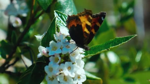 Schmetterling Hebt Von Der Blume — Stockvideo