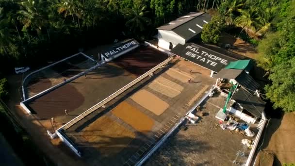 Luftaufnahme Von Arbeitern Beim Sortieren Und Reinigen Von Kaffeebohnen Auf — Stockvideo