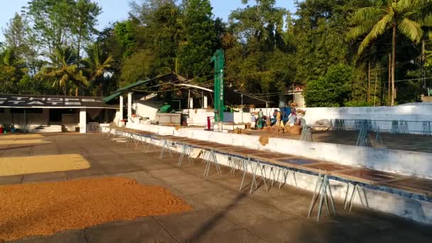 クッタ カルナータカ インディアのドローンで撮影されたコーヒー農園でのコーヒー豆の選別と清掃作業者の空中風景 — ストック動画