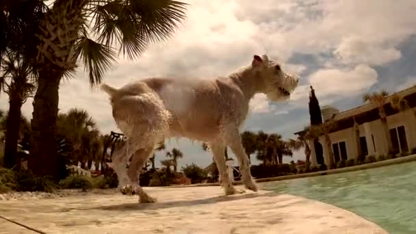 Perro Ladrando Borde Piscina Salpicado Morder Las Salpicaduras Agua — Vídeos de Stock