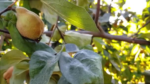 Obstbaum Garten Gefüllt Mit Quitten Quittenfrüchte Reif Zur Ernte Sonnenschein — Stockvideo