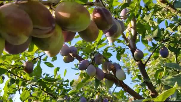 Paarse Loodgieter Gevuld Met Fruit Vruchtboom Vol Paarse Loodgieters Nog — Stockvideo