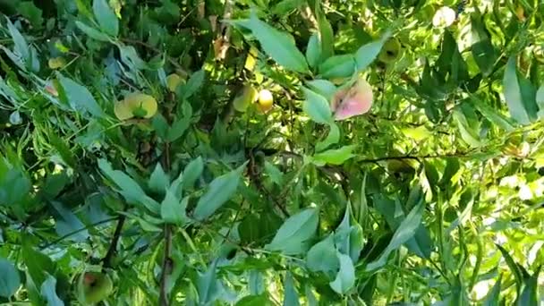 西班牙桃树生长果实 扁平的西班牙桃树果实在树上 — 图库视频影像