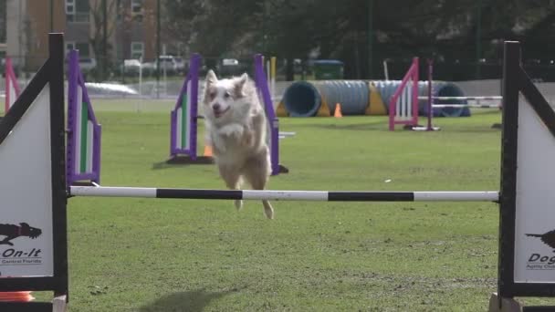 Hundträning Och Hoppning — Stockvideo