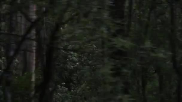 我们开车经过的树木 — 图库视频影像