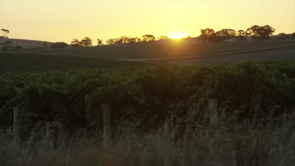 Puesta Sol Sobre Viñedo Hermoso — Vídeos de Stock