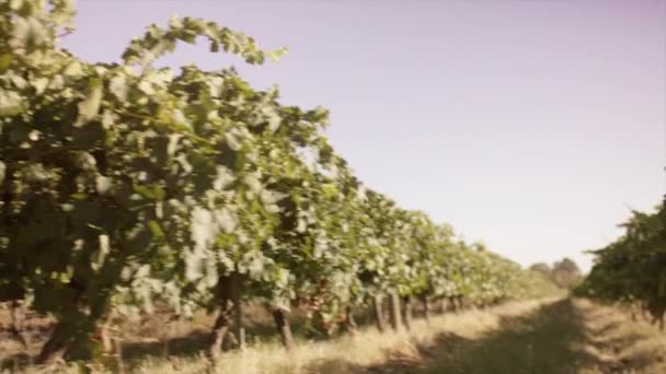 Pánev Vinic Vinařství — Stock video