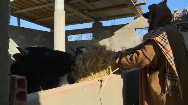 古いチュニジアの農民が牛に食べ物を与える 北アフリカ Maghreb — ストック動画
