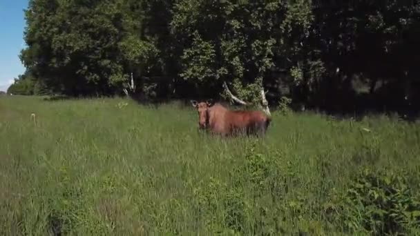 Moose Cerca Autopista Península Kenai Alaska — Vídeos de Stock