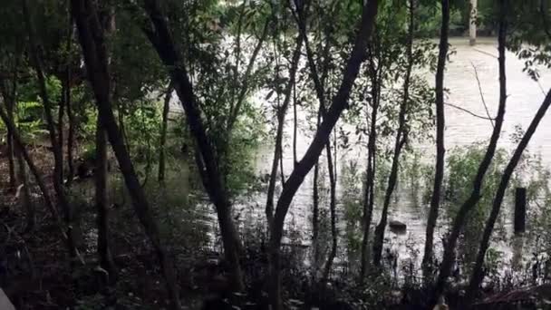 Reisen Thailand Phi Sua Samut Fort Mangrove — Stockvideo