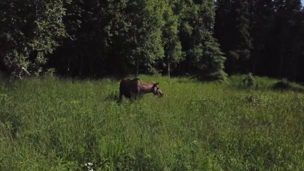 Moose Bij Snelweg Het Kenai Schiereiland Alaska — Stockvideo