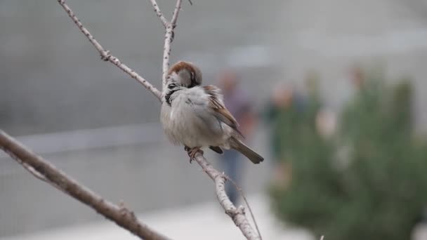 Sparrows Branch Cleaning Themselves People Walking Background — Stock Video