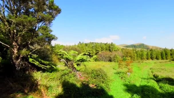 Wandelen Door Nieuw Zeelandse Struik — Stockvideo