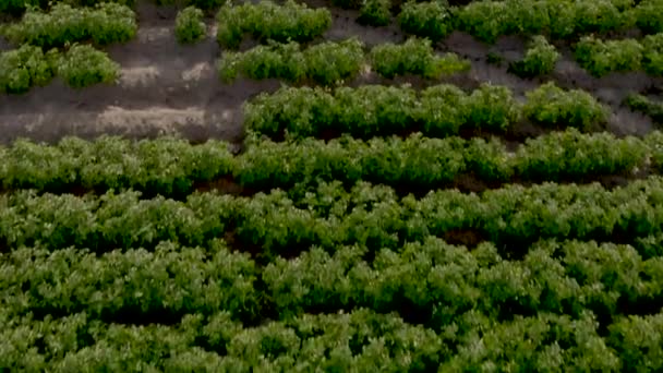 Drone Aéreo Disparado Directamente Sobre Campo Para Mostrar Filas Luego — Vídeos de Stock