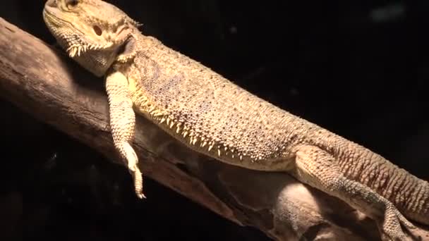 Dragão Barbudo Descansando Seu Habitat Ângulo — Vídeo de Stock