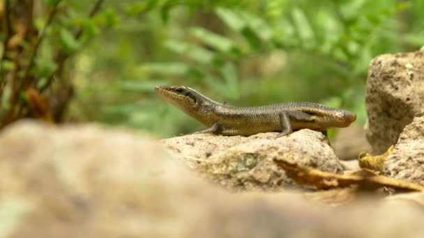 Lagarto Árvore — Vídeo de Stock