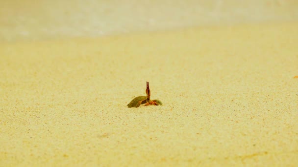 Cangrejos Cerca Del Mar Playa — Vídeos de Stock