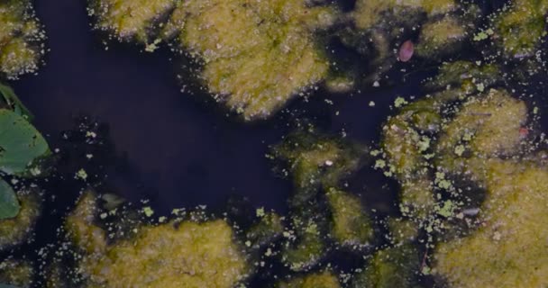 Saco Plástico Flutuando Lagoa Poluição Ambiental Sopa Plástico Breda Holanda — Vídeo de Stock