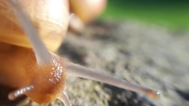 Caracol Textura Cáscara Cerca — Vídeo de stock