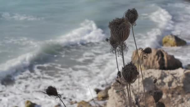 希腊罗得岛的阿特金植物在免费翻译中被称为永生植物 这是一张背景在地中海沿岸罗得岛西部的花的照片 — 图库视频影像
