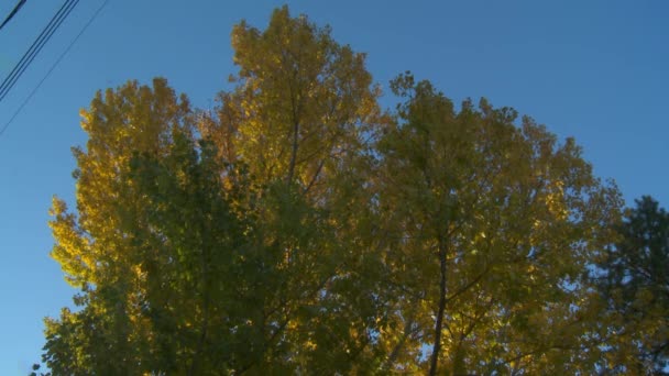 Hojas Verdes Amarillas Sobre Árbol Alto Contra Cielo Azul Brillante — Vídeos de Stock